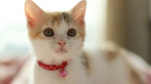 고양이 화장실, 매일 보면 건강이 보입니다