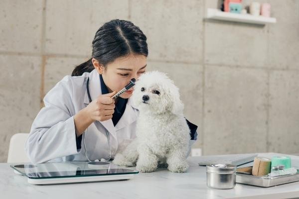 소형견 슬개골 탈구, 미리 알아두는 신호와 생활 관리