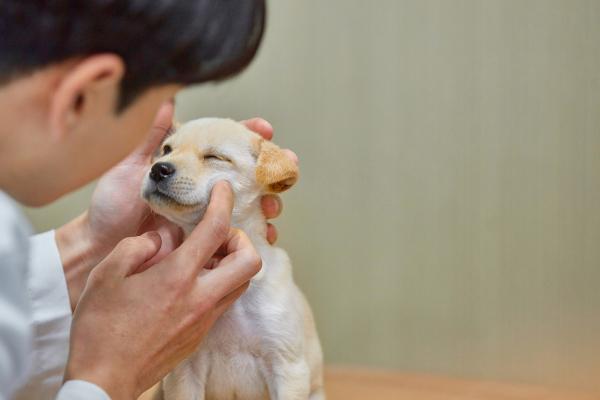 강아지 예방접종 총정리 — 종류와 시기 한눈에 보기