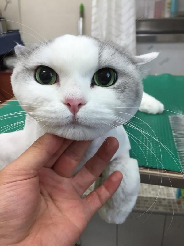 고양이 만성 신장질환, 초기에 알아채는 방법